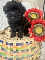 Bolt, a male Yorkipoo for sale in Blairsville, GA – 1 of 8