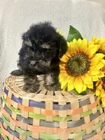 Benny, a male Yorkipoo for sale in Blairsville, GA – 4 of 6