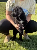 Tucker, a male Poodle - Standard  for sale in Blairsville, GA – 4 of 8