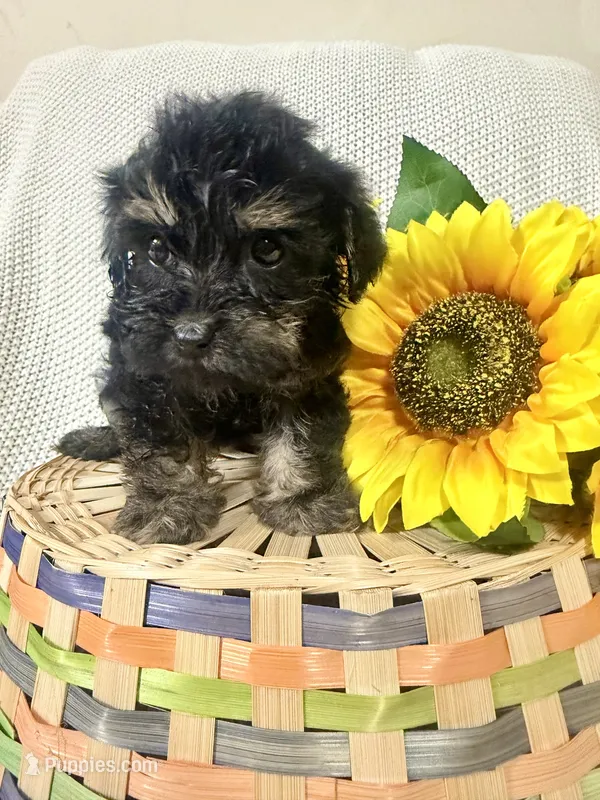 Benny – Yorkipoo puppy for sale in Blairsville, GA
