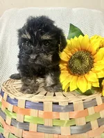Benny, a male Yorkipoo for sale in Blairsville, GA – 1 of 6