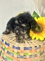Benny, a male Yorkipoo for sale in Blairsville, GA – 3 of 6