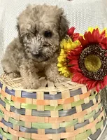 Jasper, a male Yorkipoo for sale in Blairsville, GA – 2 of 6