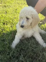 Kate, a female Poodle - Standard  for sale in Blairsville, GA – 3 of 6