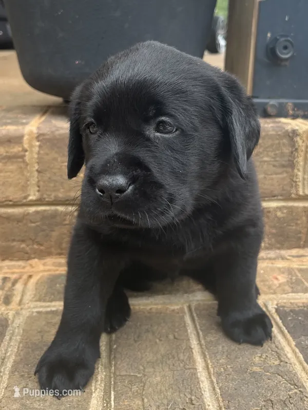 Bluey  – Labrador Retriever puppy for sale in Lynchburg, VA