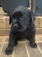 Bluey , a male Labrador Retriever for sale in Lynchburg, VA – 1 of 6