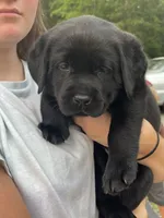 Bluey , a male Labrador Retriever for sale in Lynchburg, VA – 2 of 6