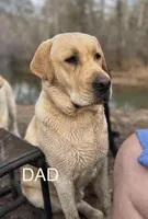 Light Blue , a male Labrador Retriever for sale in Lynchburg, VA – 8 of 9