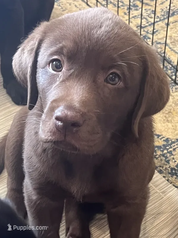 Light Blue  – Labrador Retriever puppy for sale in Lynchburg, VA