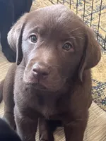 Light Blue , a male Labrador Retriever for sale in Lynchburg, VA – 1 of 1