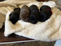 Light Blue , a male Labrador Retriever for sale in Lynchburg, VA – 3 of 9