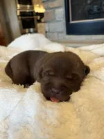 Light Blue , a male Labrador Retriever for sale in Lynchburg, VA – 4 of 9