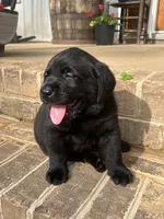 Yellow , a male Labrador Retriever for sale in Lynchburg, VA – 2 of 6