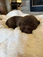 Light Blue , a male Labrador Retriever for sale in Lynchburg, VA – 2 of 9
