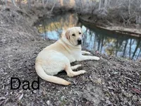 Light Blue , a male Labrador Retriever for sale in Lynchburg, VA – 6 of 9