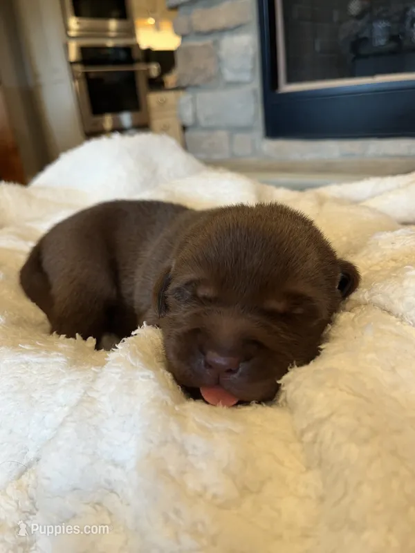 Light Blue  – Labrador Retriever puppy for sale in Lynchburg, VA