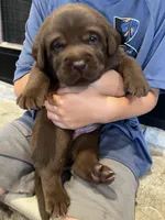 Light Blue , a male Labrador Retriever for sale in Lynchburg, VA – 9 of 9