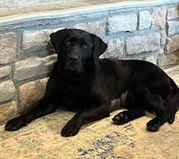 Light Blue , a male Labrador Retriever for sale in Lynchburg, VA – 7 of 9