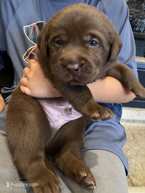 Light Blue  – Labrador Retriever puppy for sale in Lynchburg, VA