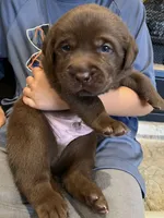 Light Blue , a male Labrador Retriever for sale in Lynchburg, VA – 5 of 9