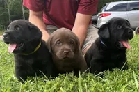 Bluey , a male Labrador Retriever for sale in Lynchburg, VA – 4 of 6