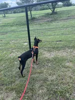 Bree, a female Doberman Pinscher for sale in Gainesville, TX – 5 of 6