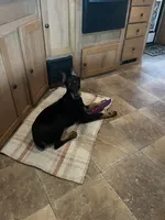 Bree, a female Doberman Pinscher for sale in Gainesville, TX – 3 of 6