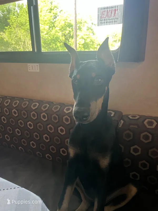 Bree – Doberman Pinscher puppy for sale in Gainesville, TX