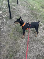 Bree, a female Doberman Pinscher for sale in Gainesville, TX – 2 of 6