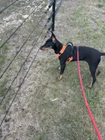Bree, a female Doberman Pinscher for sale in Gainesville, TX – 4 of 6