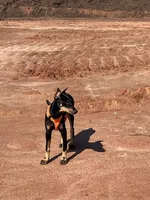 Bree, a female Doberman Pinscher for sale in Gainesville, TX – 6 of 6