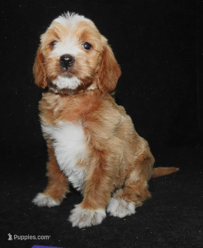 Koda – Miniature Labradoodle puppy for sale in Greenville, PA