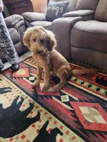 Sandee, a female Goldendoodle for sale in Bentonville, AR – 8 of 10