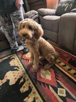 Sandee, a female Goldendoodle for sale in Bentonville, AR – 4 of 10