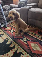 Sandee, a female Goldendoodle for sale in Bentonville, AR – 7 of 10