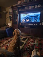 Sandee, a female Goldendoodle for sale in Bentonville, AR – 5 of 10