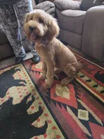 Sandee, a female Goldendoodle for sale in Bentonville, AR – 6 of 10
