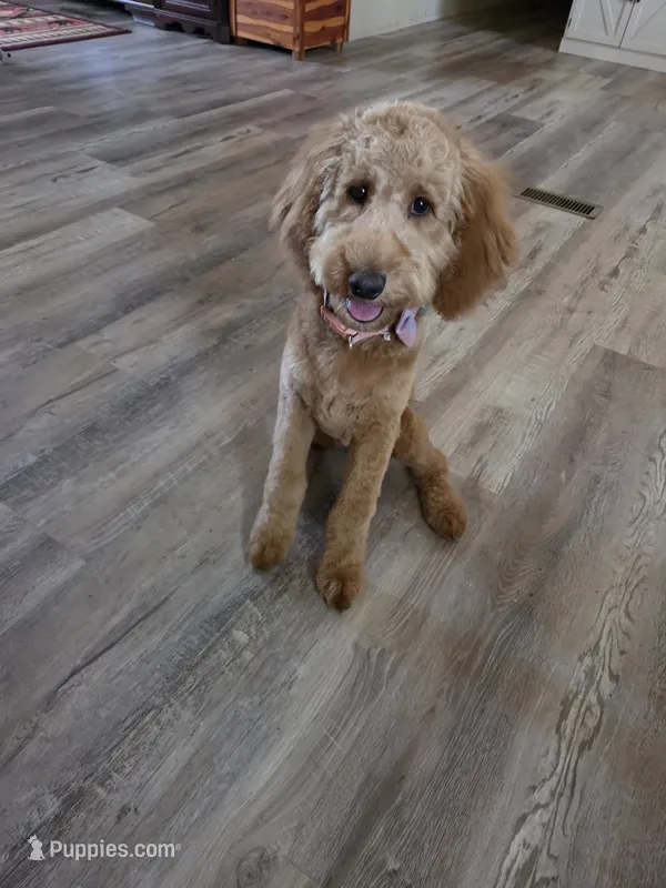 Sandee – Goldendoodle puppy for sale in Bentonville, AR