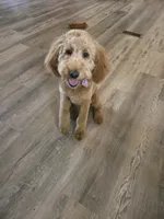 Sandee, a female Goldendoodle for sale in Bentonville, AR – 2 of 10