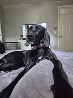 Noli, a female Labrador Retriever for sale in Youngsville, NC – 2 of 2