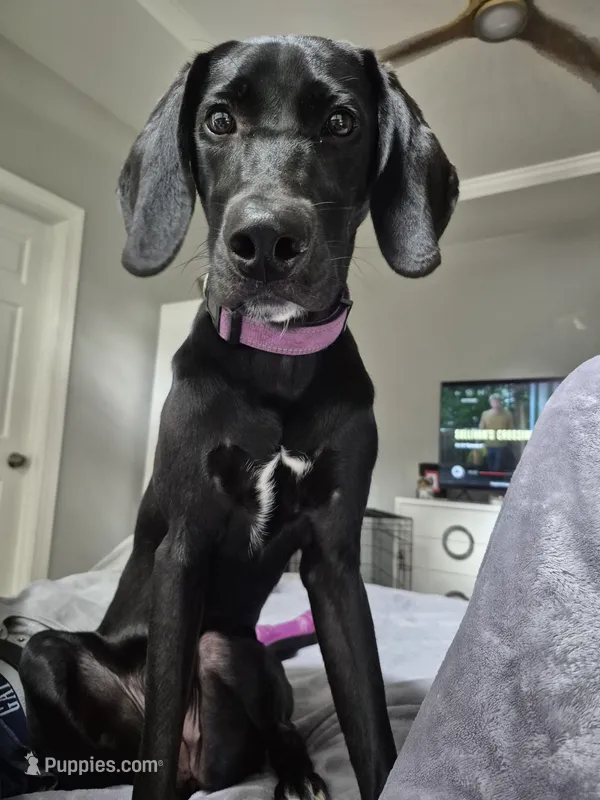 Noli – Labrador Retriever puppy for sale in Youngsville, NC