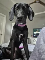 Noli, a female Labrador Retriever for sale in Youngsville, NC – 1 of 2
