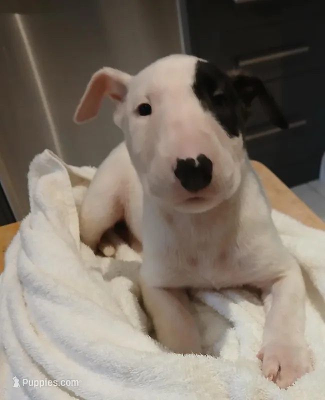 Knockout – Bull Terrier puppy for sale in Hollywood, FL