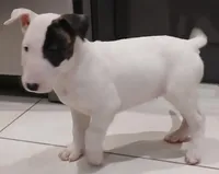 Knockout, a female Bull Terrier for sale in Hollywood, FL – Photo 2 of 10