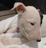 Knockout, a female Bull Terrier for sale in Hollywood, FL – Photo 10 of 10