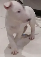 Knockout, a female Bull Terrier for sale in Hollywood, FL – Photo 4 of 10