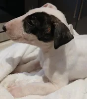 Knockout, a female Bull Terrier for sale in Hollywood, FL – Photo 9 of 10