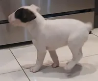 Knockout, a female Bull Terrier for sale in Hollywood, FL – Photo 6 of 10