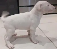 Knockout, a female Bull Terrier for sale in Hollywood, FL – Photo 7 of 10