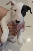 Knockout, a female Bull Terrier for sale in Hollywood, FL – Photo 3 of 10